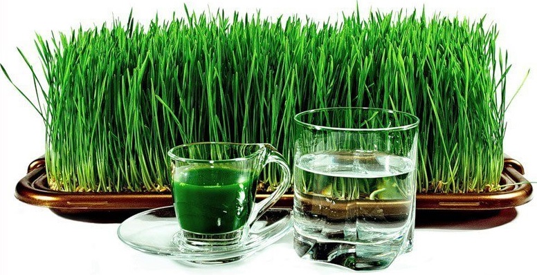 10 преимуществ употребления сока ростков пшеницы для здоровья