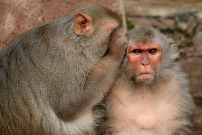 Стволовые клетки человека вернули обезьянкам возможность хватать объекты