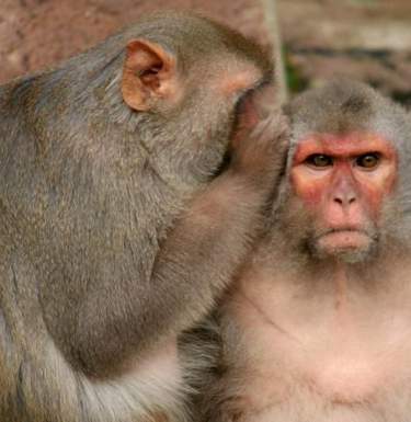Стволовые клетки человека вернули обезьянкам возможность хватать объекты