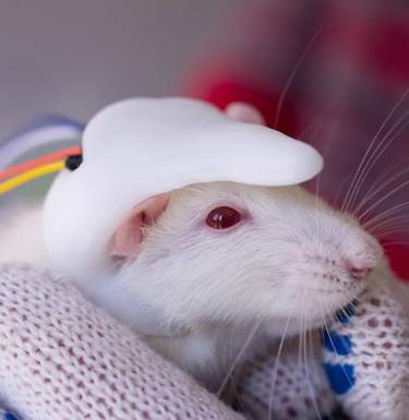 Ученые имплантировали маленький человеческий мозг мыши