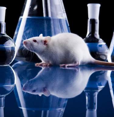 Ученые вернули парализованным крысам возможность ходить