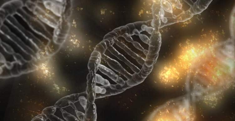 Биологи смогли включить «починку ДНК» в опухолевых клетках