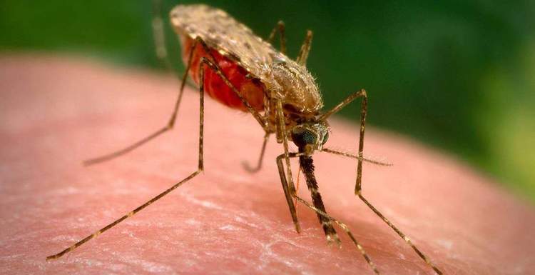 Вакцина от малярии успешно прошла клинические испытания