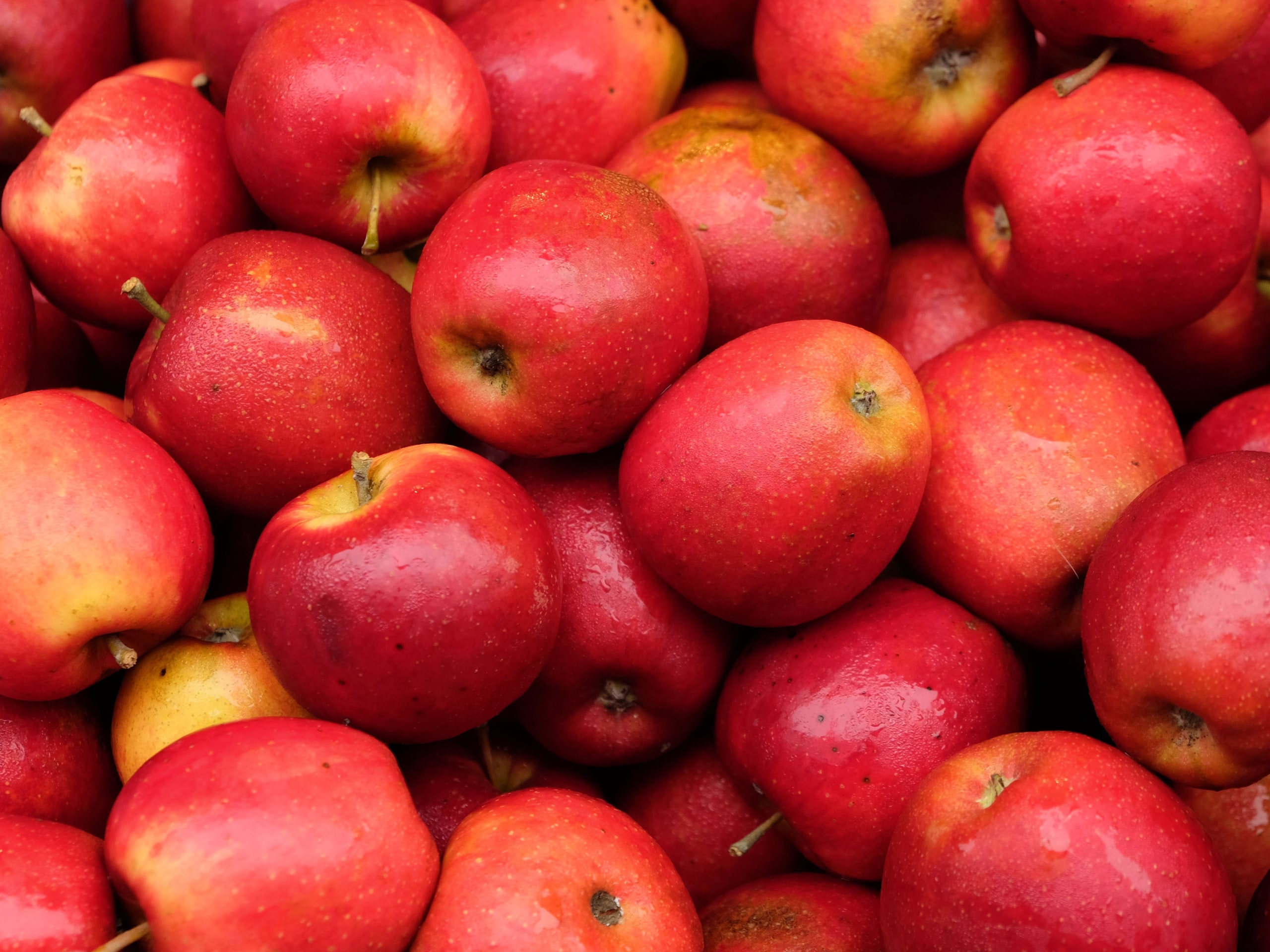 Свежие яблоки купить в СПб - как яблоки купить с доставкой на выгодных условиях