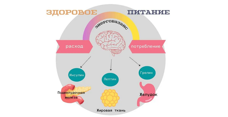 Лептин-анализ, роль гормона в контроле веса и обмене веществ